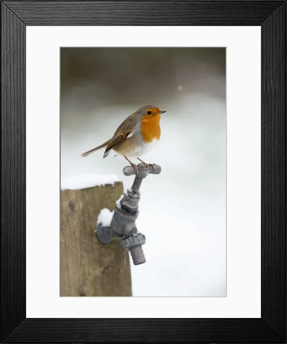 Framed Print : Robin - in snow - on garden tap - Winter - UK Framed Print : Robin - in snow - on garden tap - Winter - UK