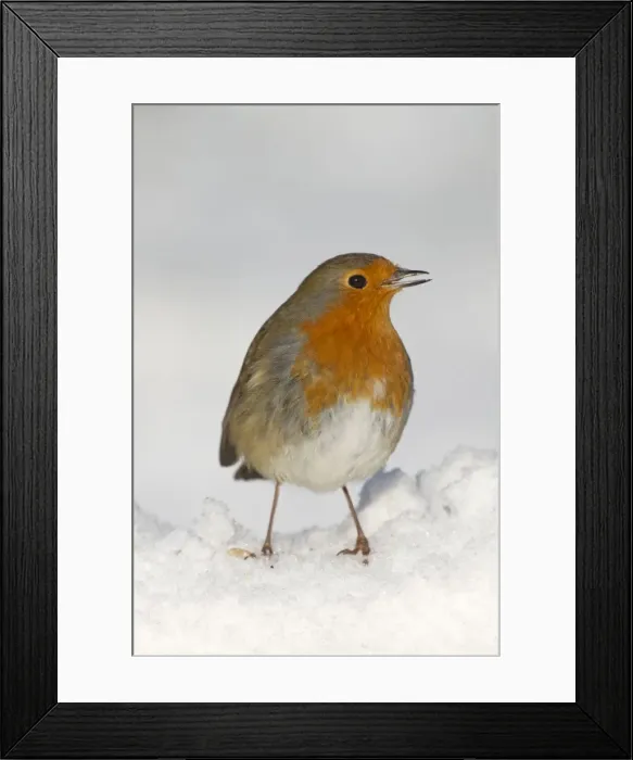 Framed Print : Robin - in snow - Winter - UK Framed Print : Robin - in snow - Winter - UK