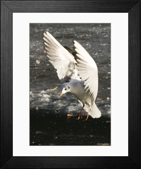 Framed Print : Black Headed Gull landing on frozen lake - UK Framed Print : Black Headed Gull landing on frozen lake - UK