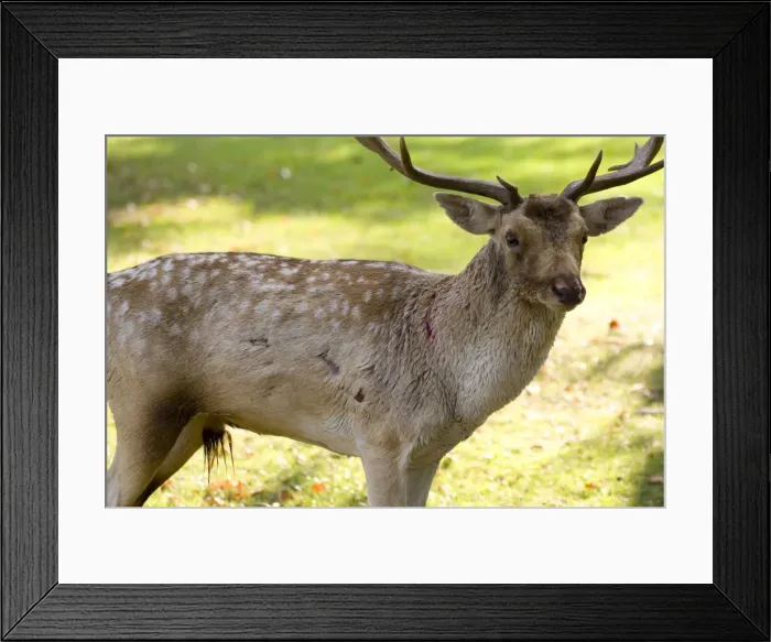 Framed Print : Fallow Deer - male showing wounds sustained during rut - UK Framed Print : Fallow Deer - male showing wounds sustained during rut - UK