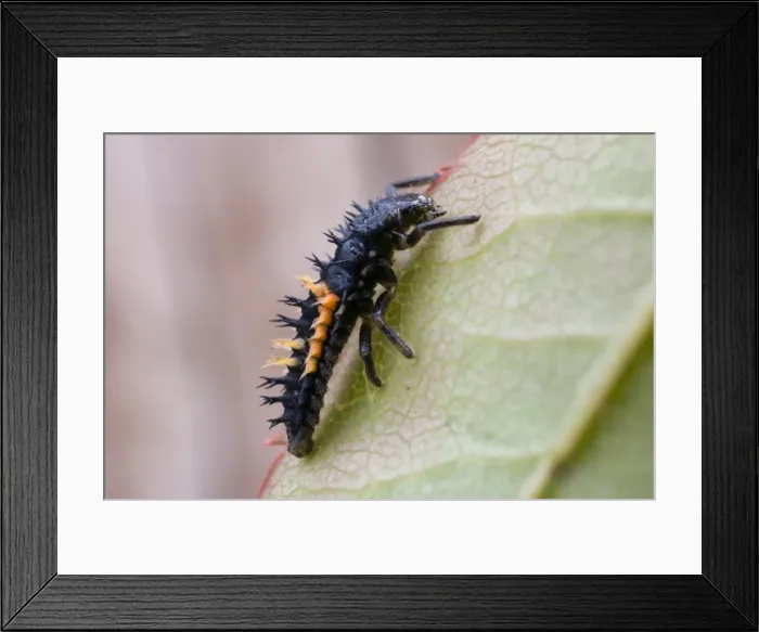 Framed Print : Harlequin Ladybird larva - UK Framed Print : Harlequin Ladybird larva - UK