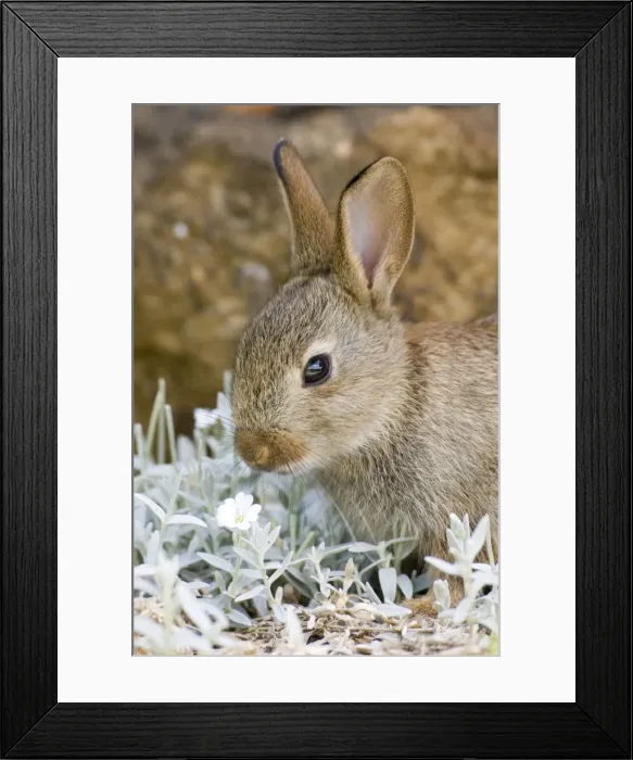 Framed Print : European Rabbit - feeding on Cerastium tomentosum ('Snow in Summer') - UK Framed Print : European Rabbit - feeding on Cerastium tomentosum ('Snow in Summer') - UK