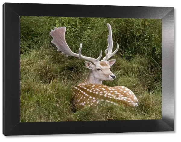 Fallow Deer - male in velvet - resting in undergrowth - UK * Grass digitally removed from face