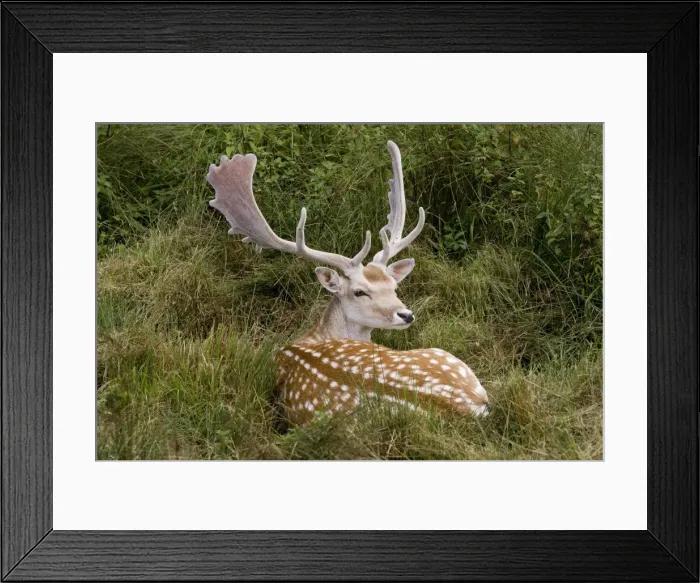 Framed Print : Fallow Deer - male in velvet - resting in undergrowth - UK * Grass digitally removed from face Framed Print : Fallow Deer - male in velvet - resting in undergrowth - UK * Grass digitally removed from face