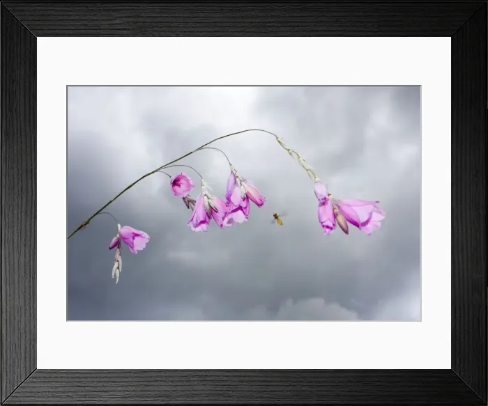 Framed Print : Angel's Fishing Rod flowers - with approaching Hover Fly and stormy sky - Norfolk UK Framed Print : Angel's Fishing Rod flowers - with approaching Hover Fly and stormy sky - Norfolk UK