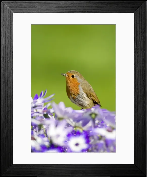Framed Print : Robin - perched behind Senetti flowers - Norfolk - UK Framed Print : Robin - perched behind Senetti flowers - Norfolk - UK