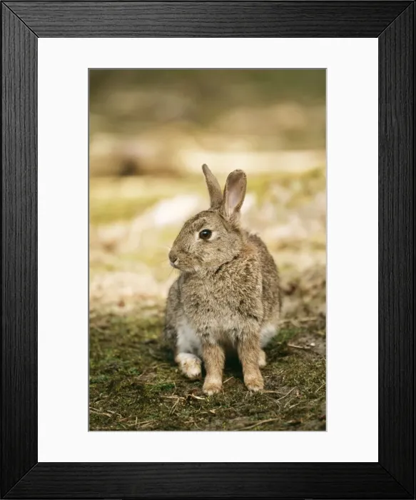 Framed Print : Rabbit GET 603 Lancashire, UK. Oryetolagus cuniculus © Geoff Trinder / ardea. com Framed Print : Rabbit GET 603 Lancashire, UK. Oryetolagus cuniculus © Geoff Trinder / ardea. com
