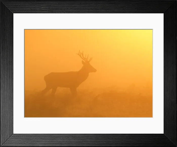 Framed Print : Red Stag - at sunrise in atmospheric conditions - Bushy Park - London - England Framed Print : Red Stag - at sunrise in atmospheric conditions - Bushy Park - London - England