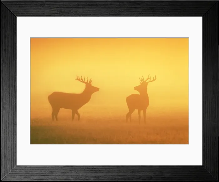Framed Print : Red Stags - at sunrise in atmospheric conditions - Bushy Park - London - England Framed Print : Red Stags - at sunrise in atmospheric conditions - Bushy Park - London - England
