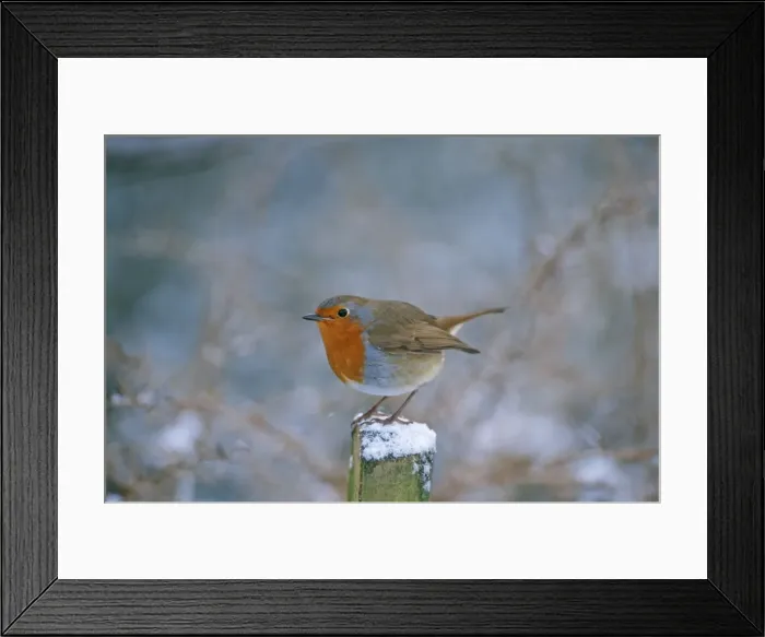 Framed Print : Robin - on snowy post Framed Print : Robin - on snowy post