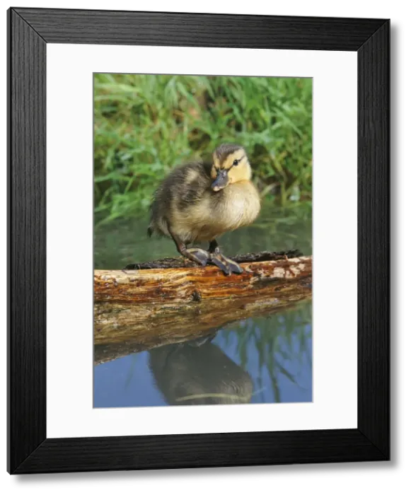 Framed Print : Mallard Duck - Duckling standing on log in a pond Framed Print : Mallard Duck - Duckling standing on log in a pond