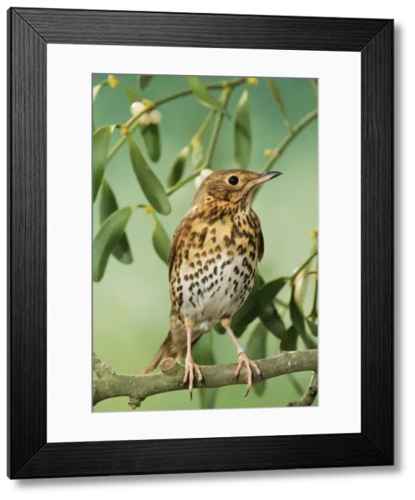 Framed Print : Song Thrush JD 16785 In mistletoe Turdus philomelos © John Daniels  /  ardea. com