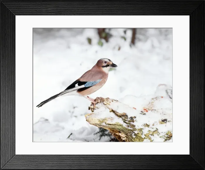 Framed Print : Jay - perched on tree stump & snow - Sussex - UK Framed Print : Jay - perched on tree stump & snow - Sussex - UK