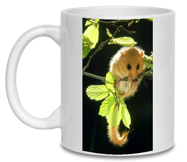 Dormouse. ME-36. Common  /  Hazel DORMOUSE - hanging from branch amongst leaves