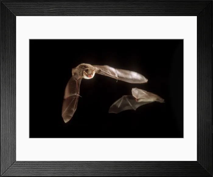 Framed Print : Natterer's Bat ME 958 In flight Selysius nattereri © Johan De Meester / ardea. com Framed Print : Natterer's Bat ME 958 In flight Selysius nattereri © Johan De Meester / ardea. com