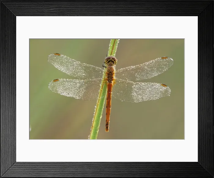 Framed Print : Southern Darter Dragonfly ME 999 Sympetrum meridionale © Johan De Meester / ardea. com Framed Print : Southern Darter Dragonfly ME 999 Sympetrum meridionale © Johan De Meester / ardea. com
