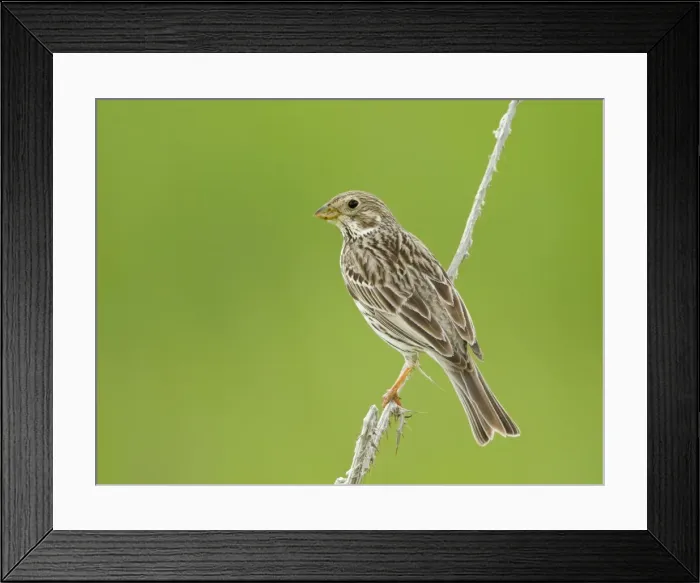 Framed Print : Corn Bunting - perched - Oxon - UK - May