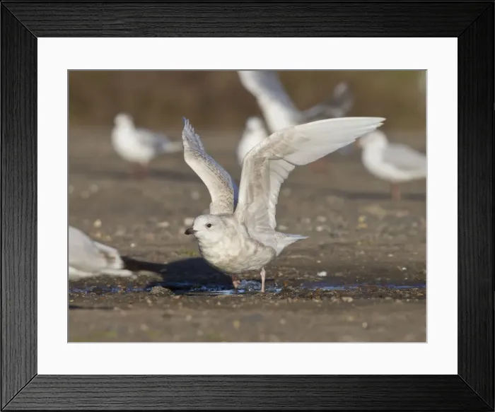 Framed Print : Iceland Gull - 2nd winter - vagrant taking off - Lowestoft - Suffolk - February Framed Print : Iceland Gull - 2nd winter - vagrant taking off - Lowestoft - Suffolk - February