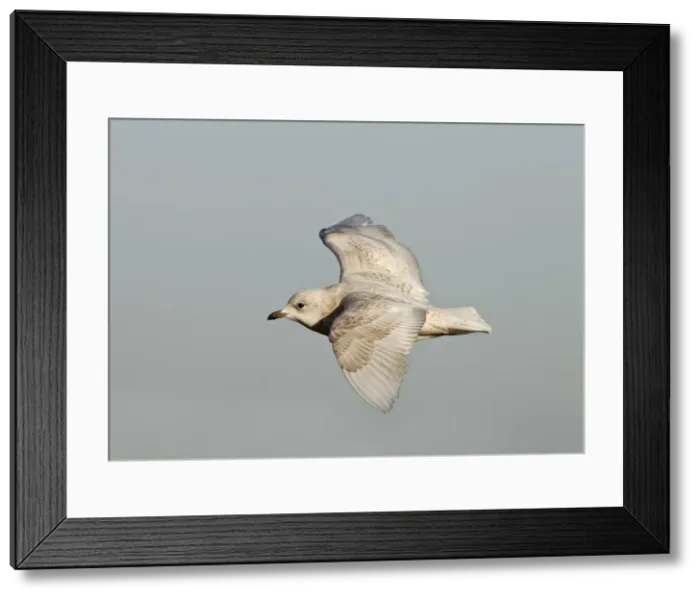 Framed Print : Iceland Gull - 2nd winter - vagrant in flight - Lowestoft - Suffolk - February Framed Print : Iceland Gull - 2nd winter - vagrant in flight - Lowestoft - Suffolk - February