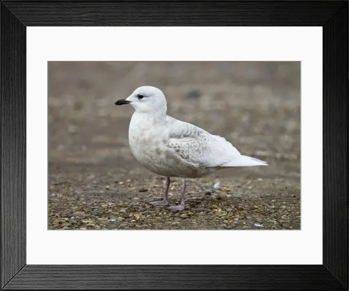 Framed Print : Iceland Gull - 2nd winter - vagrant - Lowestoft - Suffolk - February Framed Print : Iceland Gull - 2nd winter - vagrant - Lowestoft - Suffolk - February