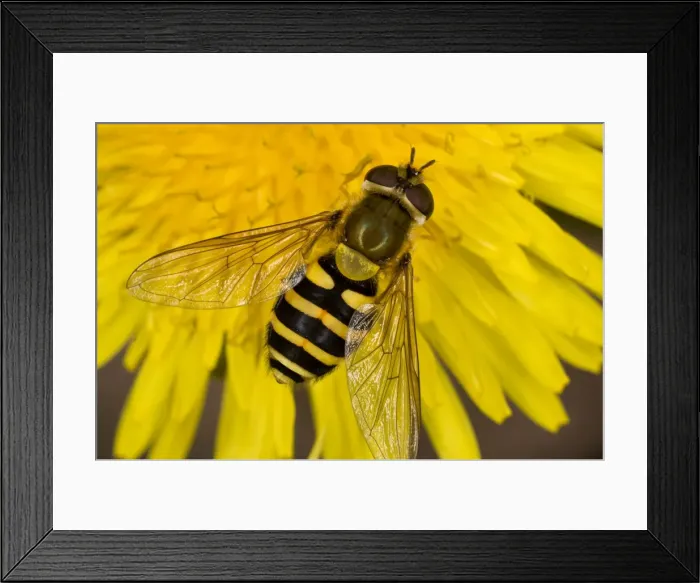 Framed Print : Common Hoverfly - on dandelion flower - Dorset garden - UK Framed Print : Common Hoverfly - on dandelion flower - Dorset garden - UK