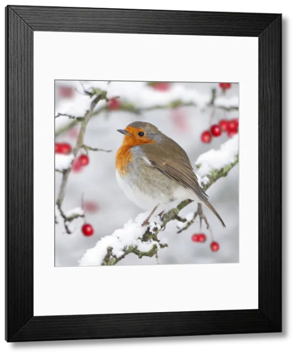 Framed Print : European Robin - in winter - on snowy branch - Cleveland - UK Digital Manipulation: added berries (ROY) Framed Print : European Robin - in winter - on snowy branch - Cleveland - UK Digital Manipulation: added berries (ROY)