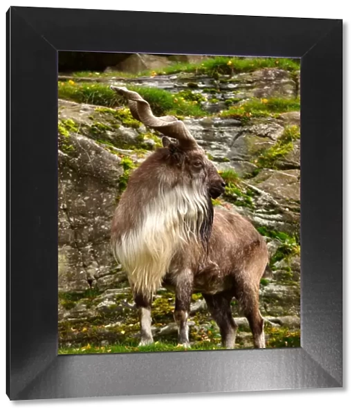 Markhor Goat - Scotland