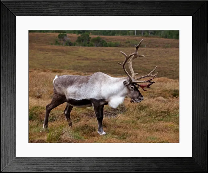 Framed Print : Reindeer - Cairngorm National Park - Scotland Framed Print : Reindeer - Cairngorm National Park - Scotland