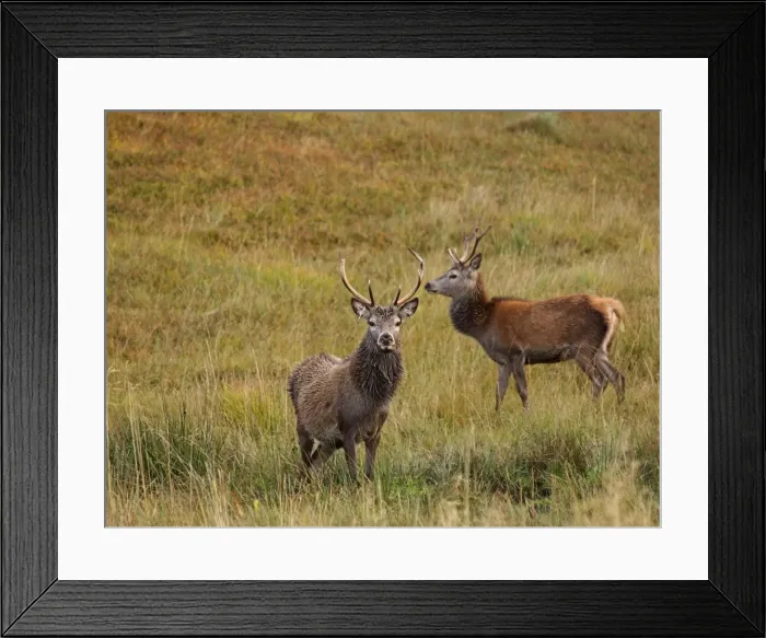 Framed Print : Red Deer - Scottish Highlands - Scotland Framed Print : Red Deer - Scottish Highlands - Scotland
