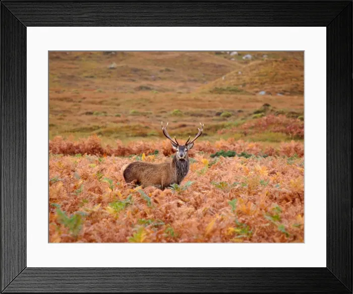 Framed Print : Red Deer - Scottish Highlands - Scotland Framed Print : Red Deer - Scottish Highlands - Scotland