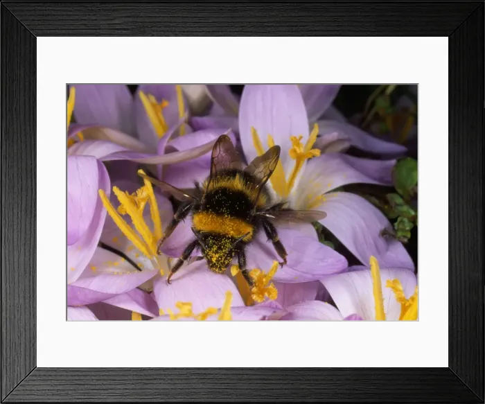 Framed Print : Common Bumblebee - on Crocus flower collecting pollen - UK Framed Print : Common Bumblebee - on Crocus flower collecting pollen - UK
