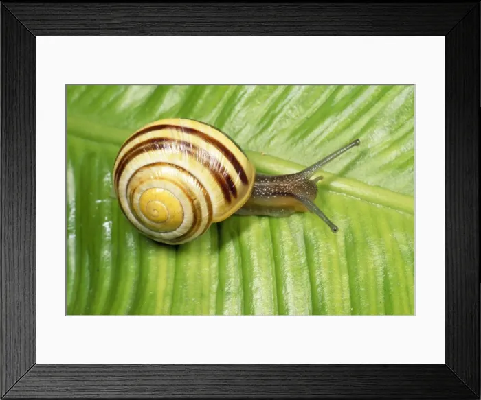 Framed Print : Humbug Snail / White-lipped Banded - UK Framed Print : Humbug Snail / White-lipped Banded - UK