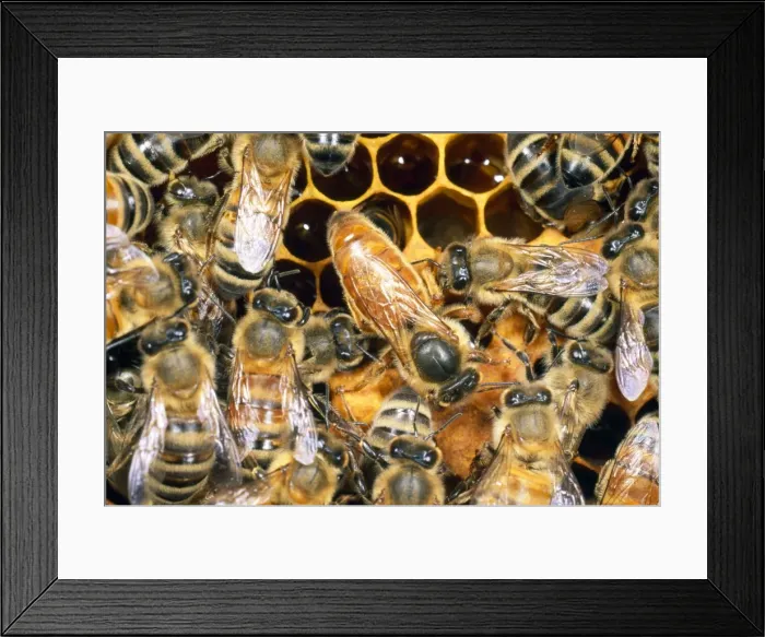 Framed Print : Queen Honey Bee - with attendant workers - UK Framed Print : Queen Honey Bee - with attendant workers - UK