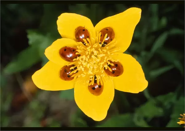 7-Spot Ladybird - on marsh marigold - UK