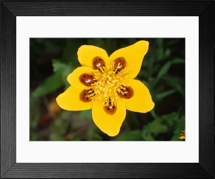 Framed Print : 7-Spot Ladybird - on marsh marigold - UK
