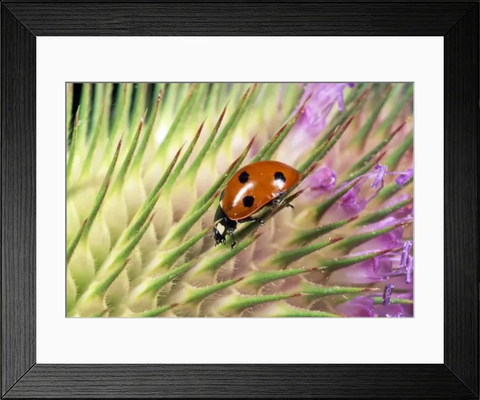 Framed Print : 7-spot Ladybird - on seed head of Teasel - UK also know as Coccinella septempunctata