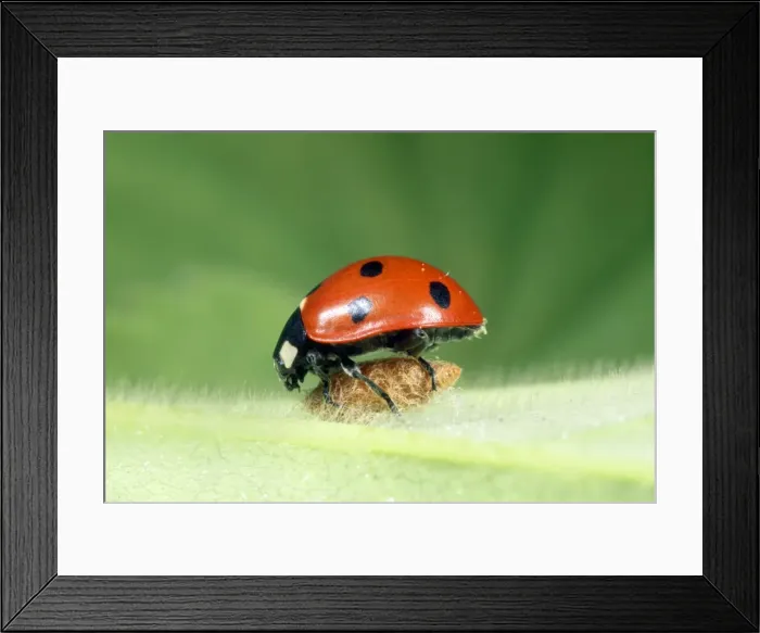Framed Print : 7-spot Ladybird - on wasp parasite pupa - UK also know as Coccinella septempunctata Framed Print : 7-spot Ladybird - on wasp parasite pupa - UK also know as Coccinella septempunctata