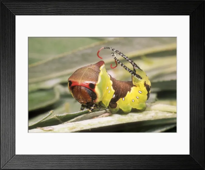 Framed Print : Puss Moth USH 345 Caterpillar in defence stance Cerura vinula © Duncan Usher / ardea. com Framed Print : Puss Moth USH 345 Caterpillar in defence stance Cerura vinula © Duncan Usher / ardea. com