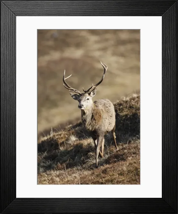 Framed Print : Red Deer - male. Scottish Moor - Aviemore - Scotland Framed Print : Red Deer - male. Scottish Moor - Aviemore - Scotland