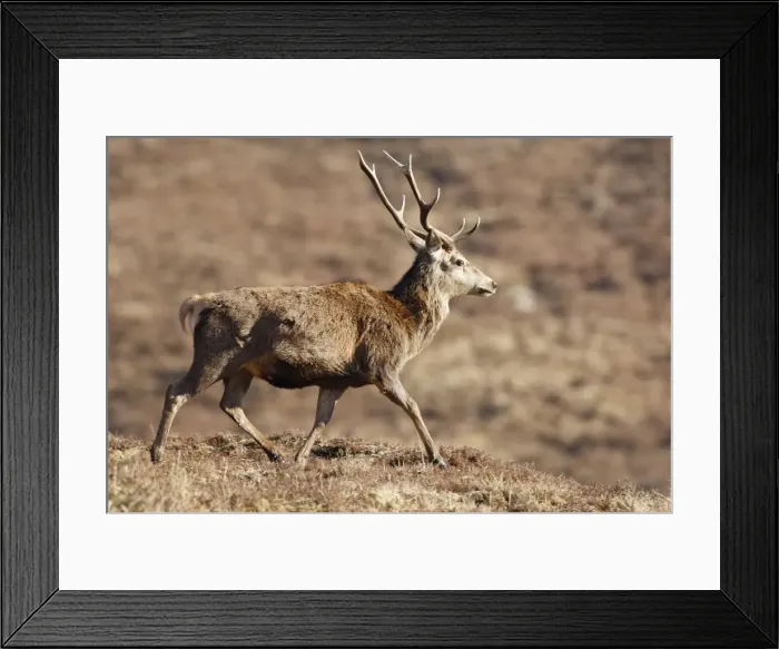 Framed Print : Red Deer - male. Scottish Moor - Aviemore - Scotland Framed Print : Red Deer - male. Scottish Moor - Aviemore - Scotland