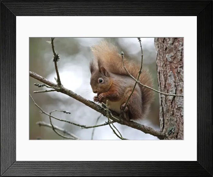Framed Print : Red Squirrel. Scottish Moor - Aviemore - Scotland Framed Print : Red Squirrel. Scottish Moor - Aviemore - Scotland