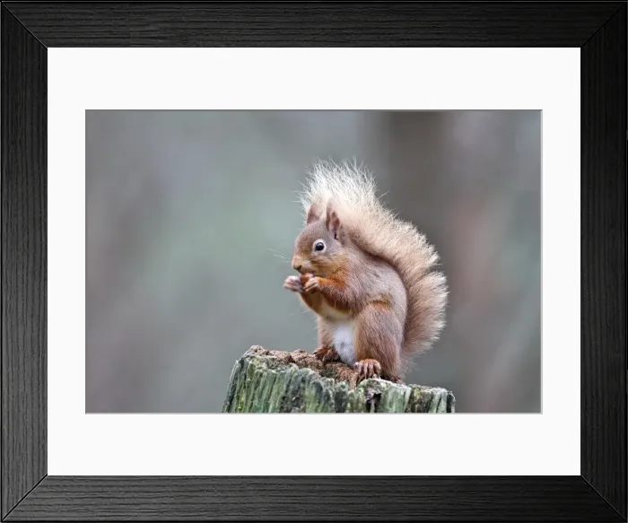 Framed Print : Red Squirrel - eating nut. Scottish Moor - Aviemore - Scotland Framed Print : Red Squirrel - eating nut. Scottish Moor - Aviemore - Scotland