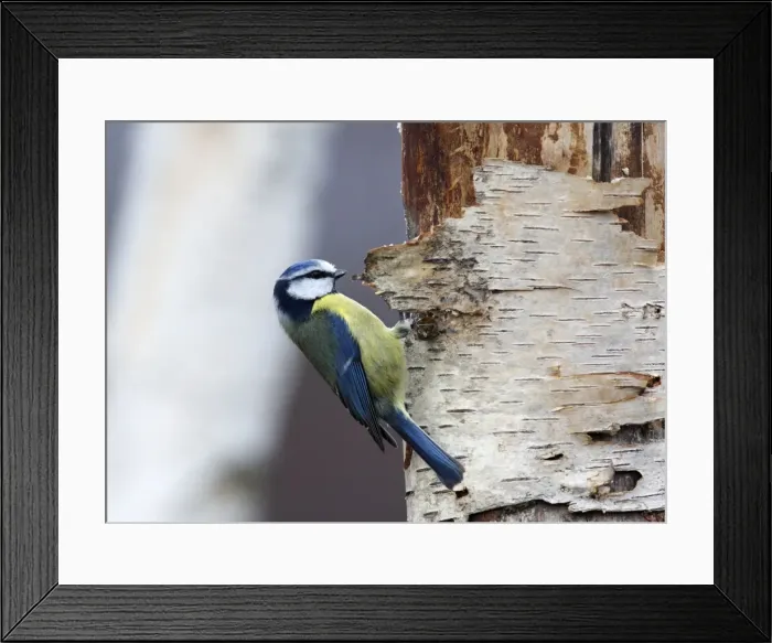 Framed Print : Blue tit - on silver birch. Scottish Moor - Aviemore - Scotland Framed Print : Blue tit - on silver birch. Scottish Moor - Aviemore - Scotland