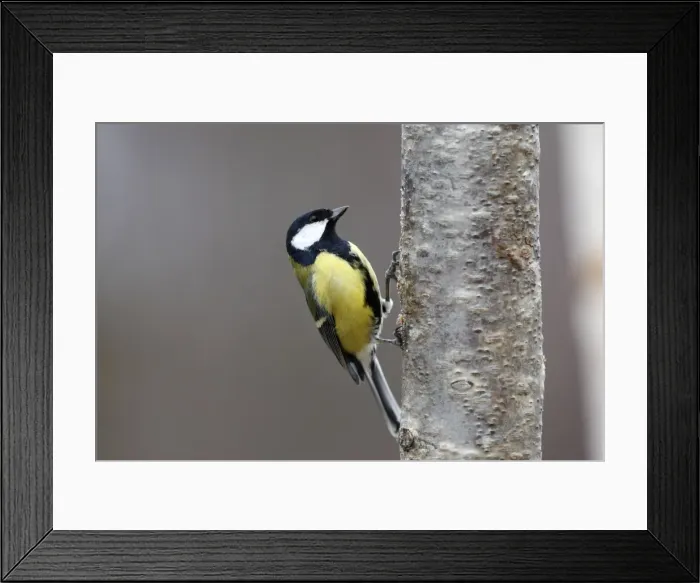 Framed Print : Great Tit. Scottish Moor - Aviemore - Scotland Framed Print : Great Tit. Scottish Moor - Aviemore - Scotland