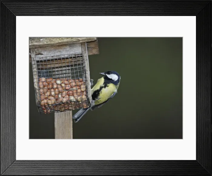 Framed Print : Great Tit at the feeding station - Scotland Framed Print : Great Tit at the feeding station - Scotland