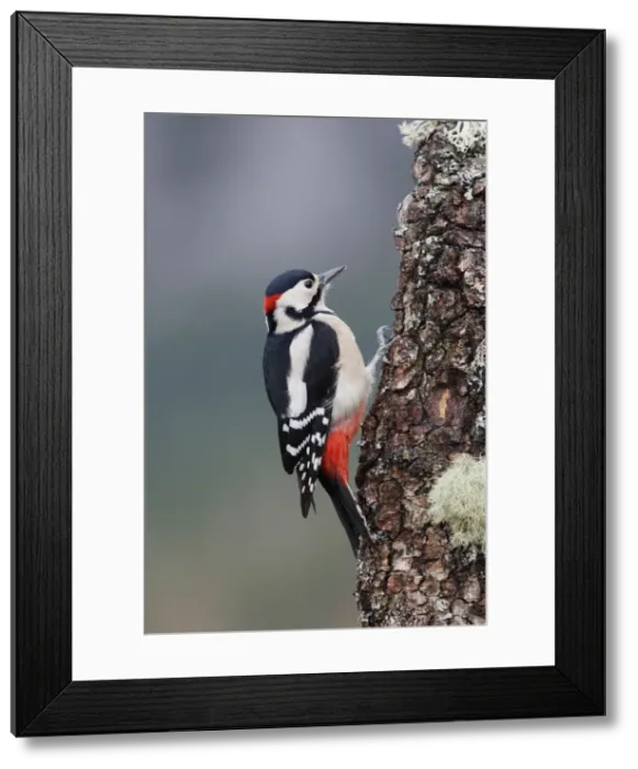Framed Print : Great Spotted Woodpecker - on tree trunk. Scotland