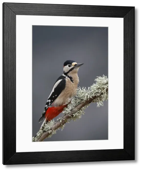 Framed Print : Great Spotted Woodpecker. Scotland