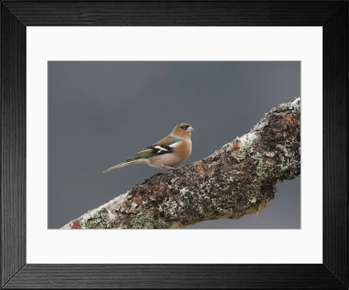 Framed Print : Common Chaffinch male. Scotland Framed Print : Common Chaffinch male. Scotland