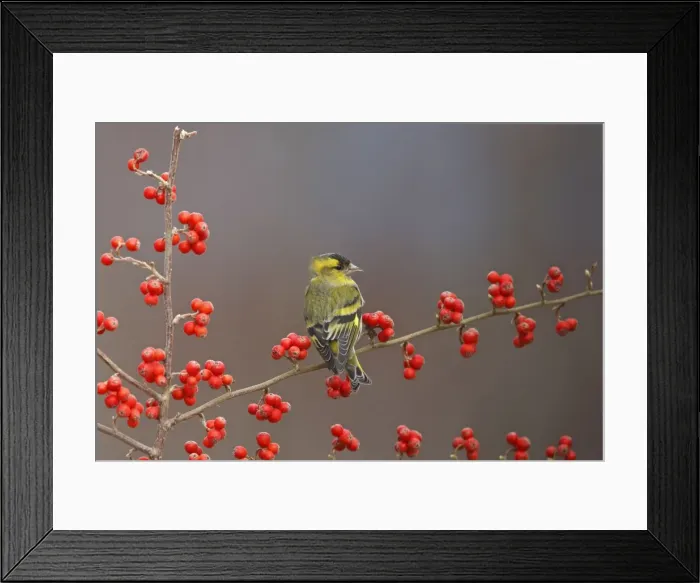 Framed Print : Siskin. Scotland Framed Print : Siskin. Scotland