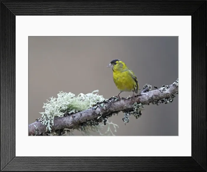 Framed Print : Siskin. Scotland Framed Print : Siskin. Scotland